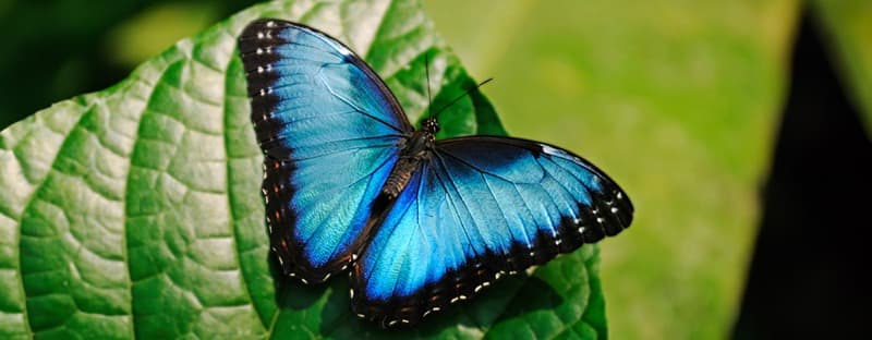 Butterflies in Flight