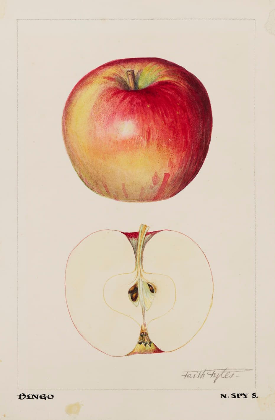 Faith Fyles: In Full Bloom