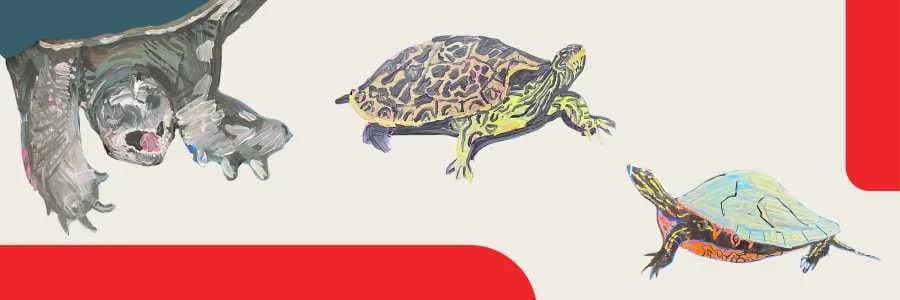 Mikinàkonsag - Little turtles