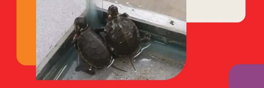 De l’oeuf à la rivière: Le grand voyage des petites tortues